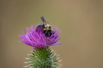 Eastern Carpenter Bee on Bull Thistle Flowers in Summer