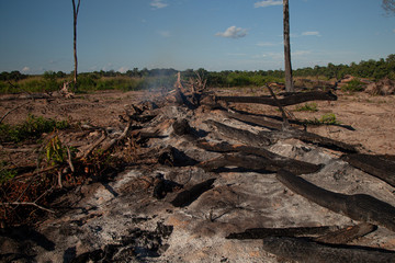 The Amazon rainforest is being deforestated for pasture, livestock and agriculture.