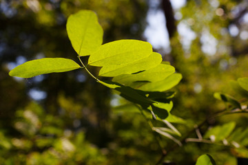 The leaves of the acacia tree shine through the sun. Background image