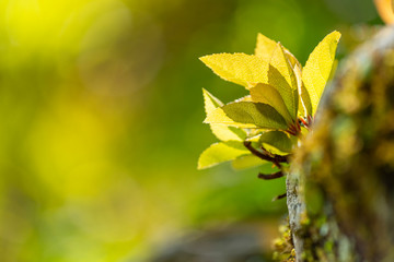 light green maple baby leaves on tree on outdoor background