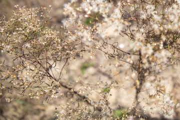 autumn plant along the shore of the chesapeake bay in southern maryland usa in calvert county
