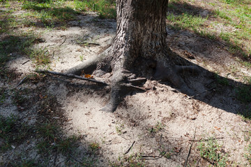 Fototapeta premium Interesting roots of a large tree in a park with autumn leaves