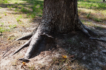Obraz premium Interesting roots of a large tree in a park with autumn leaves