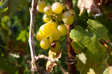 Bunch of young fresh green ripe grape fruit on green leaves under soft sunlight in vineyard at the harvest season, viticulture planting in organic winery farm to produce the red win