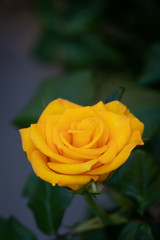 Vertical Banner of an Yellow Rose in the garden. Floral background.