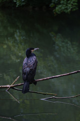 bird on a branch