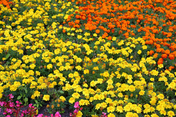 Fototapeta na wymiar Bright flower bed of plants in summer city park