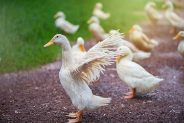 Ducks white flutter their wings during the rainy season.