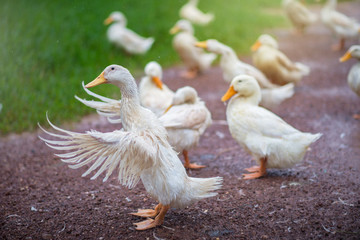 Ducks white flutter their wings during the rainy season.