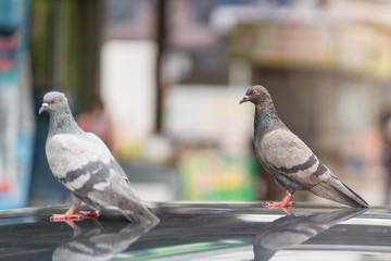 Two of Feral Pigeon bird perching on the car roof.