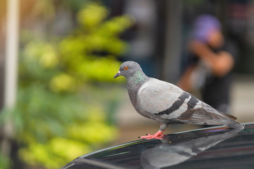 Feral Pigeon bird perching on the car roof.
