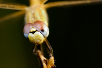 dragonfly in full living nature