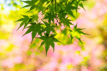Japan green maple leaves on tree in japan garden, the beautiful autumn color