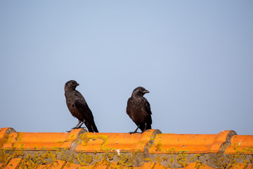 Western Jackdaws (Coloeus monedula) sitting on a roof on Juist, East Frisian Islands, Germany.