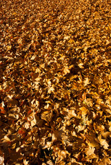 autumn maple leaf litter texture background