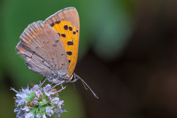 Fototapeta na wymiar Orange butterfly feeding on nectar