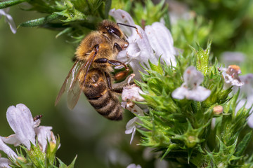 Honey bee pollinating a white blossom
