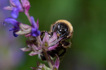Bumblebee pollinating a purple blossom