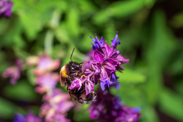 Bumblebee pollinating a purple blossom