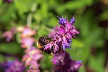 Bumblebee pollinating a purple blossom