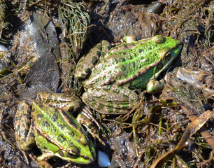 Green toad on a stone summer