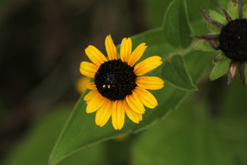Black Eyed Susan Close Up