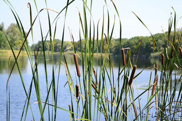 Reeds beautiful by the river