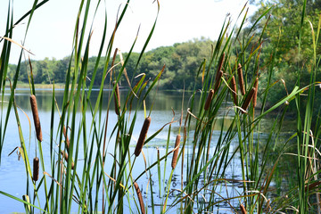 Reeds beautiful by the river