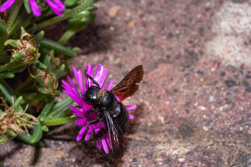 Carpenter bee pollinating a purple blossom