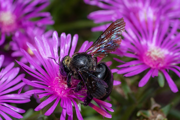 Carpenter bee pollinating a purple blossom