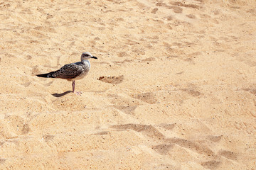 A small seagull on a sandy beach of the sea.
