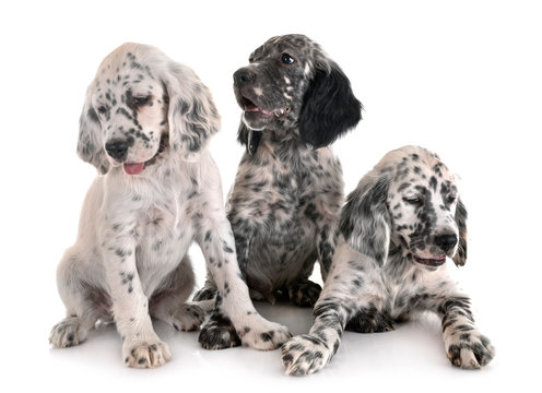 3 807 Best English Pointer Images Stock Photos Vectors Adobe Stock