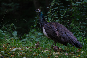 peacock in park