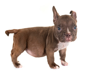 puppy american bully in studio