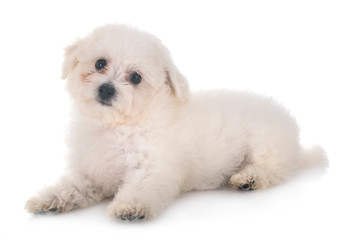 Bichon Frise in studio