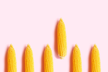 Raw ripe swing corn on a pink background