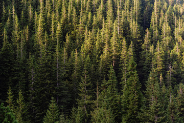 Landscapes of Ukrainian Carpathian meadows and mountain slopes.