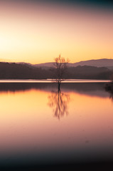 Tree in the middle of the reservoir at sunset