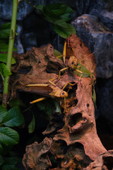 locust
