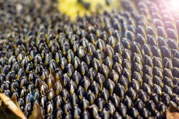 Sunflower seeds close up shot. Healthy and organic food concept