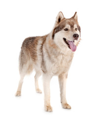 siberian husky in studio