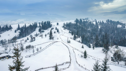 Aerial view of evergreen Christmass pine forest from above. bird's eye, drone shot. amazing natural winter background