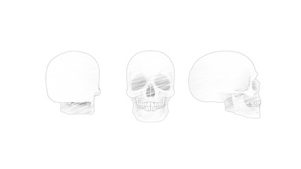 3d rendering of multiple views of a human skull isolated in white background