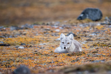 Lis polarny na jesiennej tundrze © blackspeed