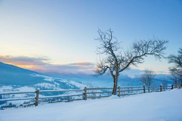 winter landscape. pine trees covered with snow