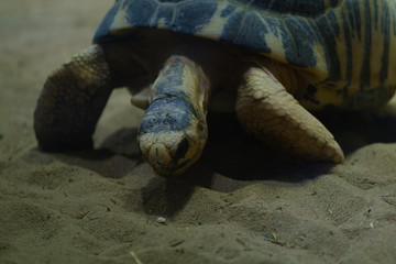 turtle 01