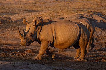 Fototapeta premium rhinoceros walking towards left and head turned slightly toward viewer