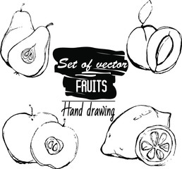 set of vector fruits hand drawing illustration sketch style pear apple lemon apricot