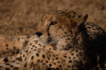 Cheetah lying on its side