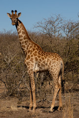 Naklejka na ściany i meble Giraffe standing facing left and looking at viewer